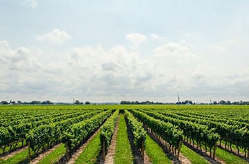 achtergrond wijn grapesenbottles.pg scaled